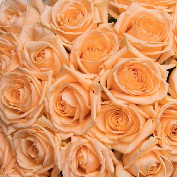 Букет Роза "Аваланш Пич"