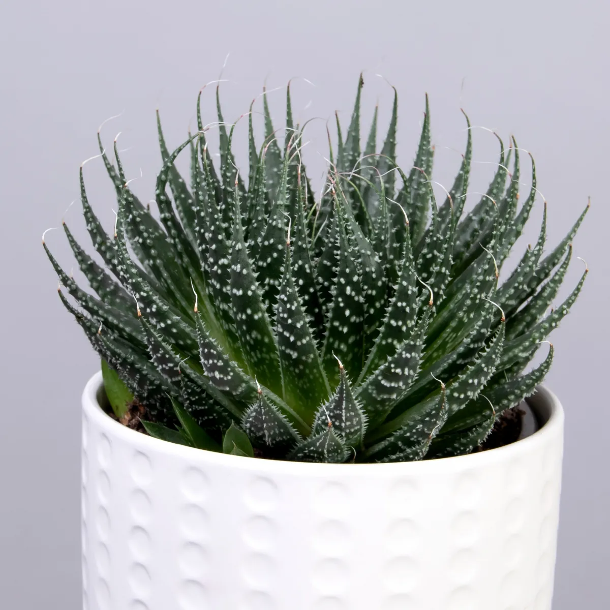 Алоэ Аристата в керамике