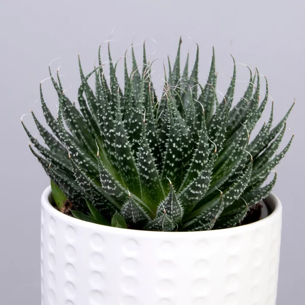 Алоэ Аристата в керамике