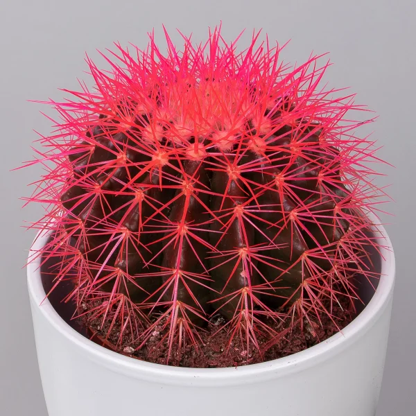Эхинокактус Грузони крашеный микс_9