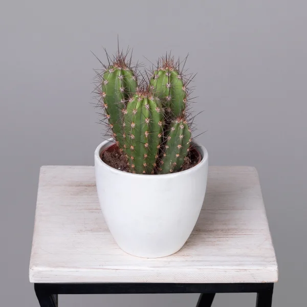 Кактус Неокарденасия Герцогиана_1