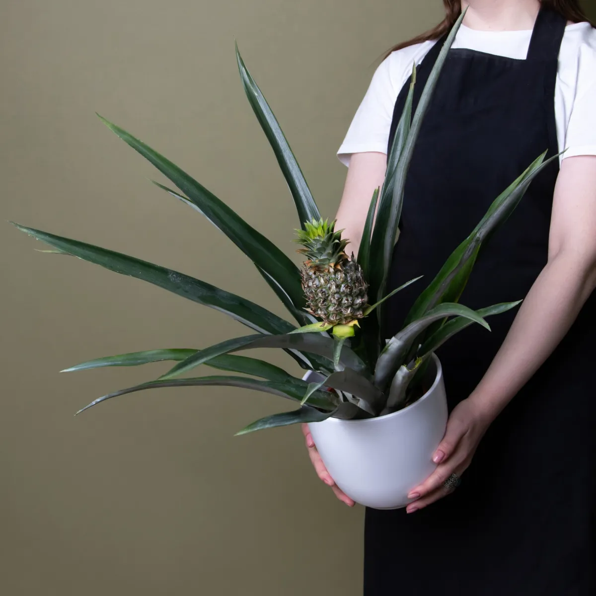 Ананас Чампака