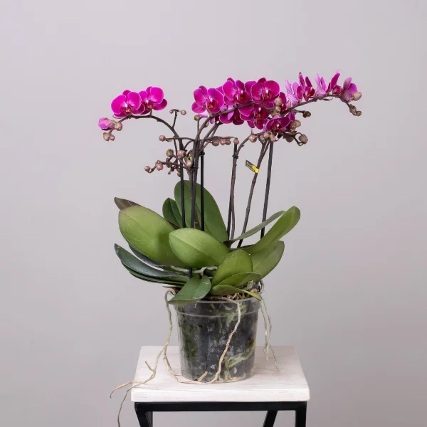 Фаленопсис Беллисимо Микс_4