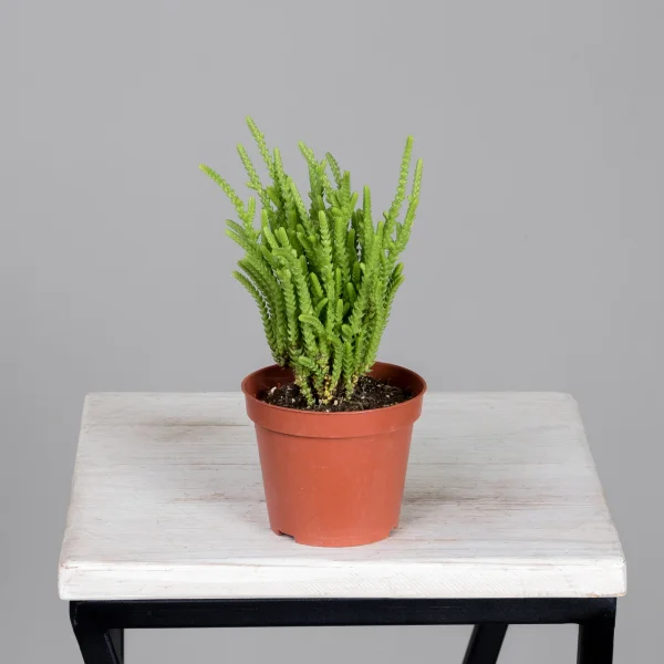 Крассула Лисопойдес_4