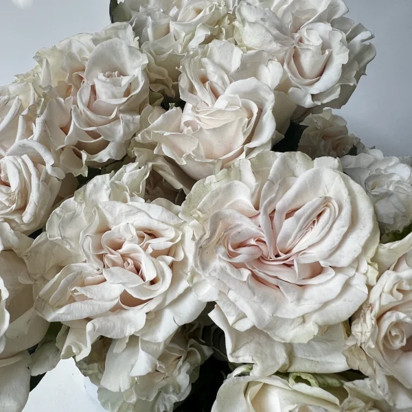 Роза "Коттон Экспрешн"3