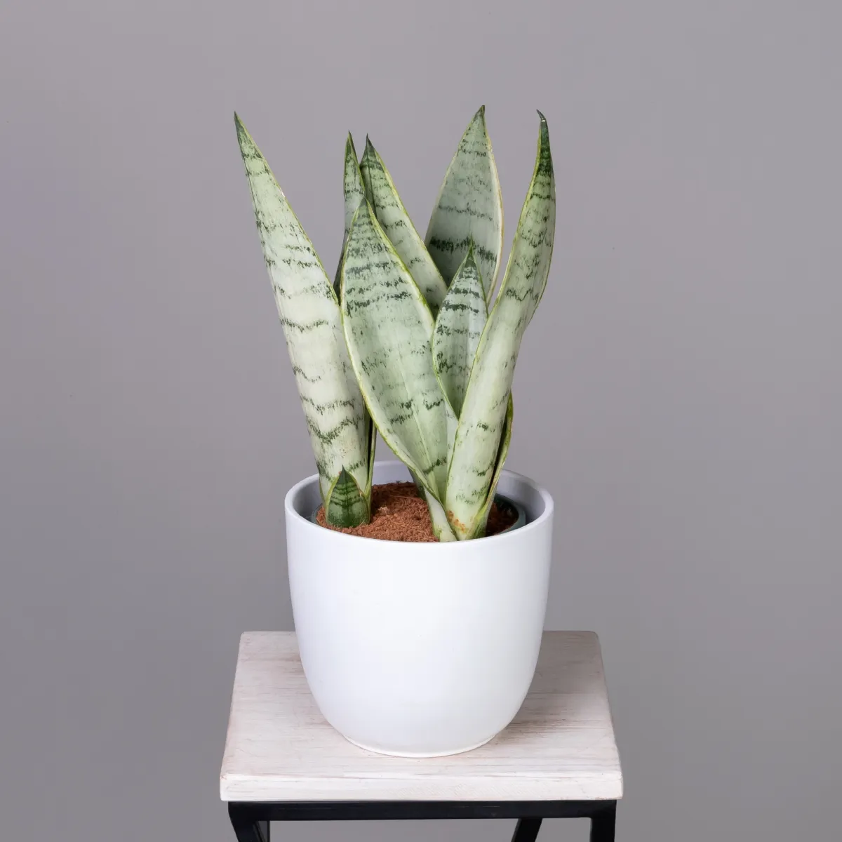 Сансевиерия Уайт Тайгер К_1