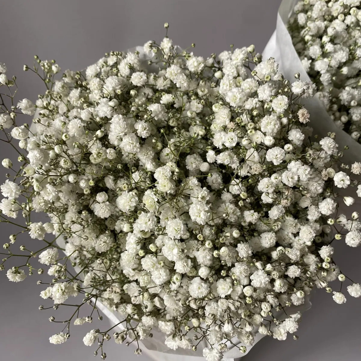 Гипсофила "Белая"