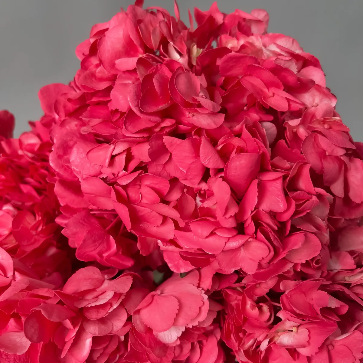 Гидрангия "Хот Пинк"