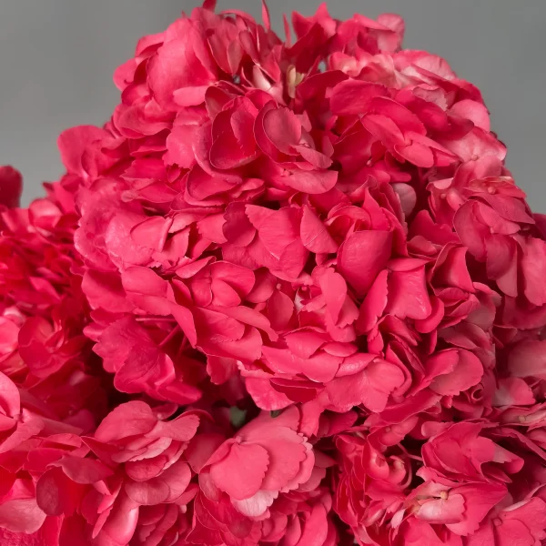 Гидрангия "Хот Пинк"