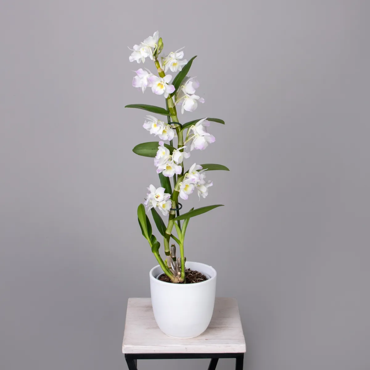 Дендробиум Нобиле Кумико 1ст_1