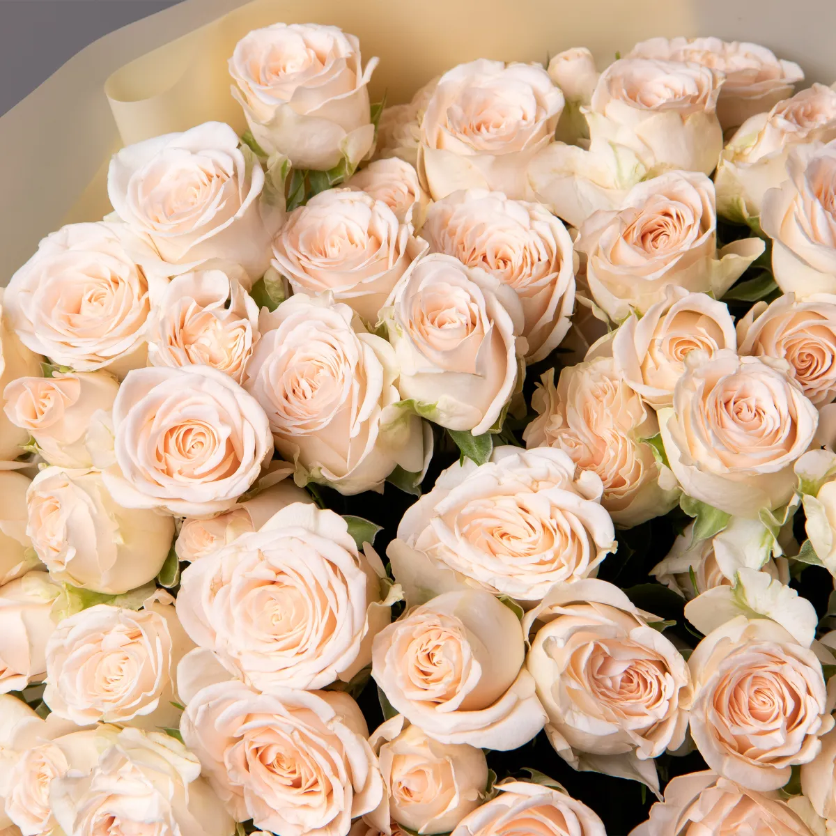 Букет Роза кустовая "Софи"_3