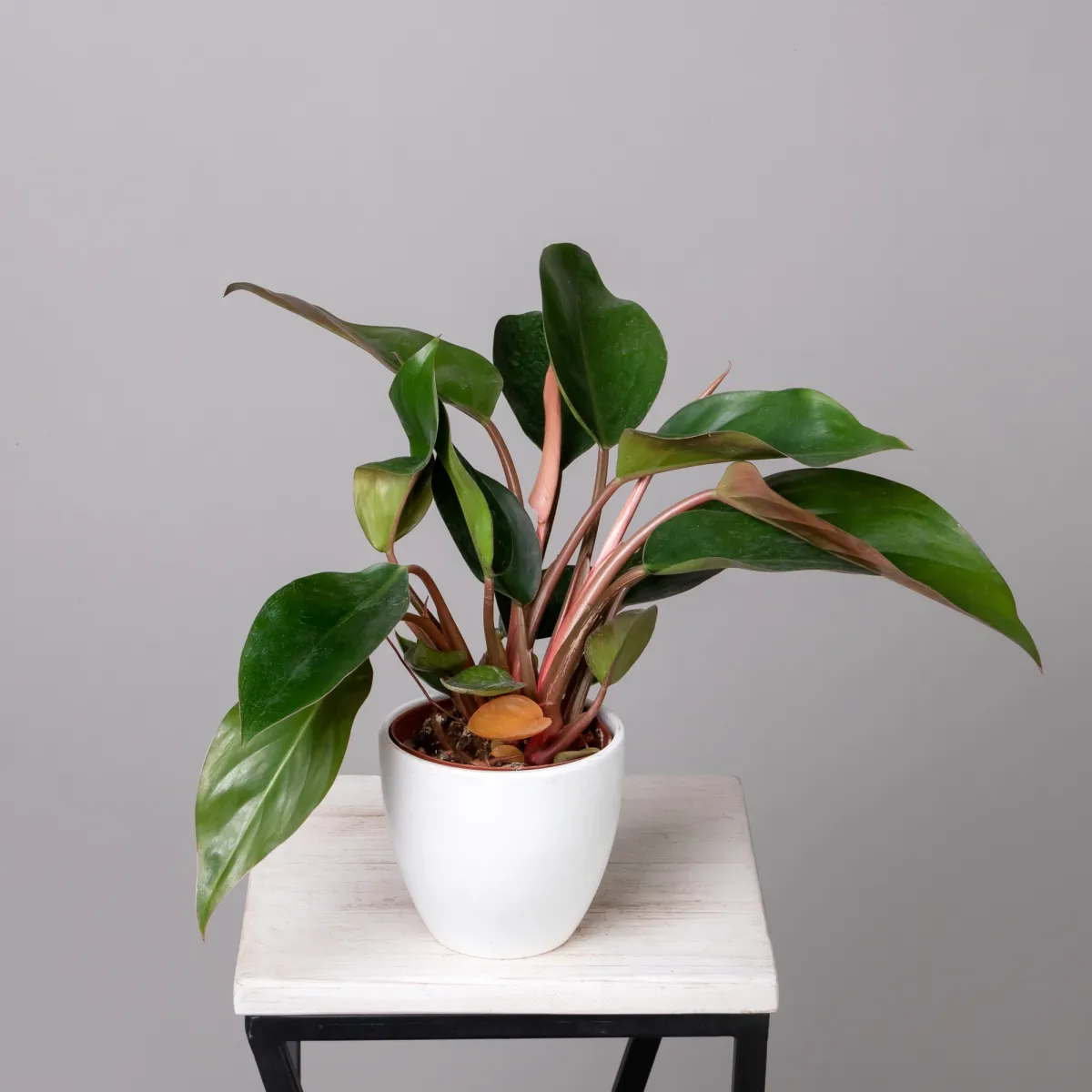 Филодендрон Конго К_1