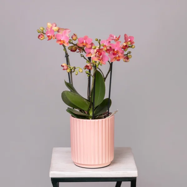 Фаленопсис Букет Шарм в коралловой керамике_1