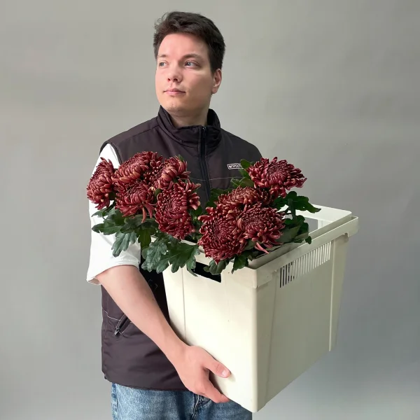 Хризантема одноголовая "Бигоди Ред"_2