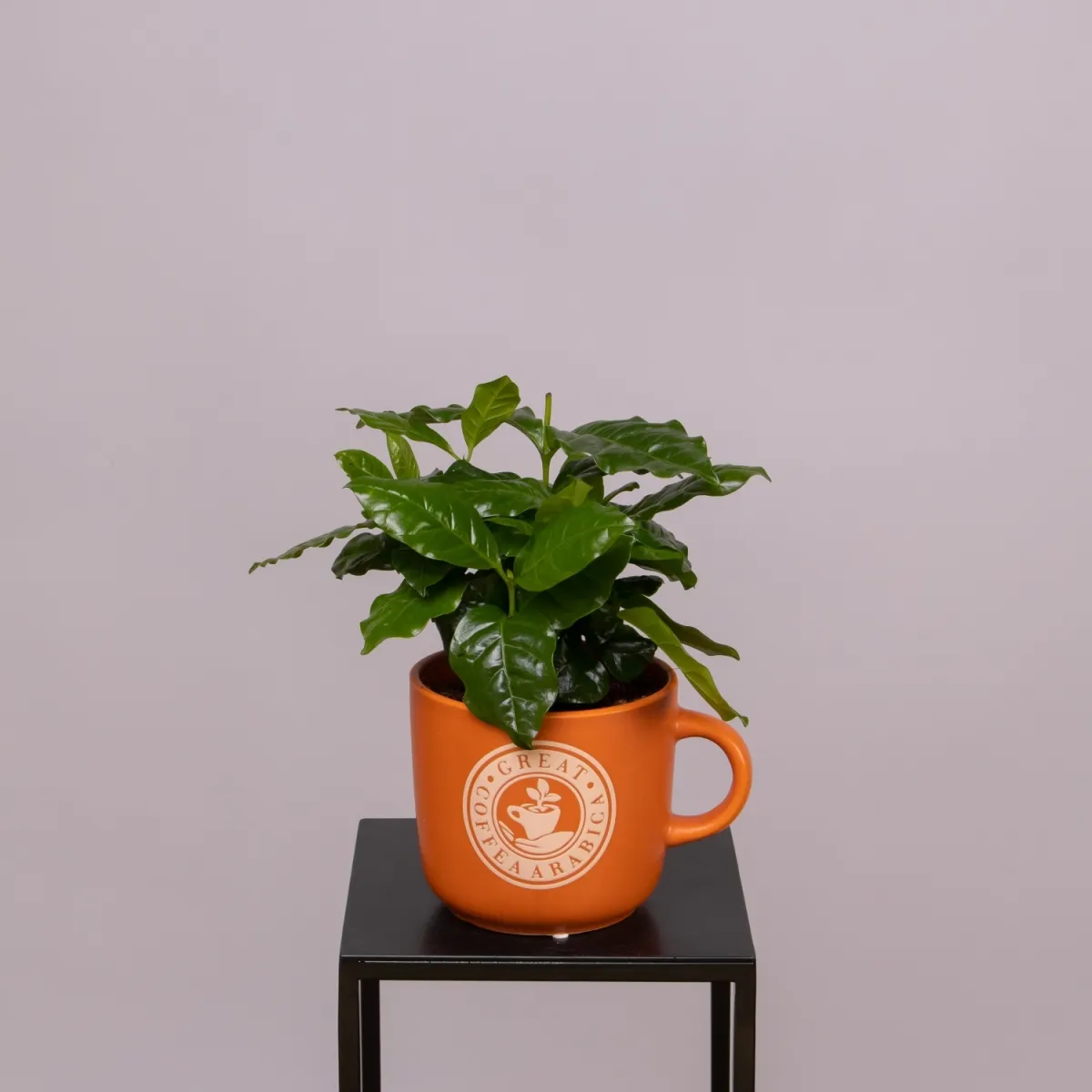 Кофе Арабика в кружке XL