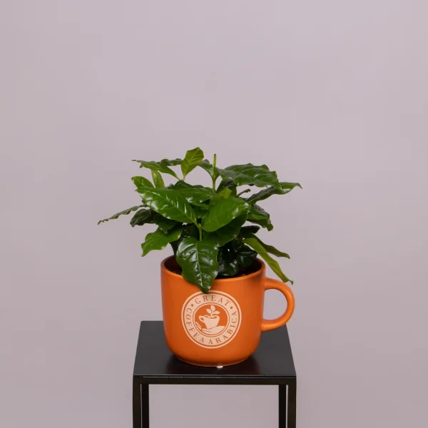 Кофе Арабика в кружке XL