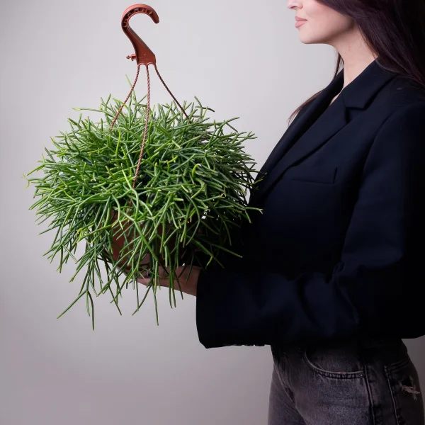 Рипсалис Микс подвесной9