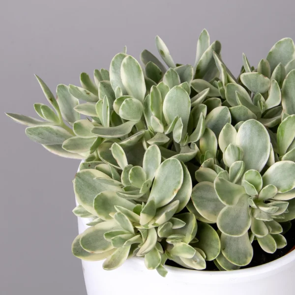 Крассула Вариегата Расби_3