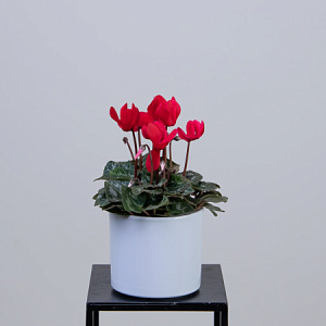 Цикламен Красный