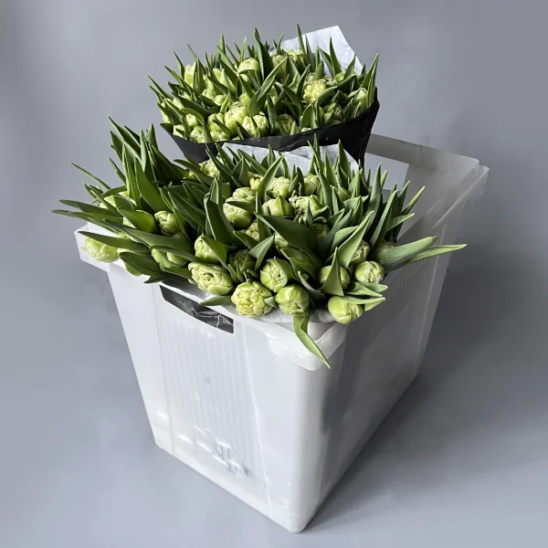 Тюльпан "Ду Авант Гард"