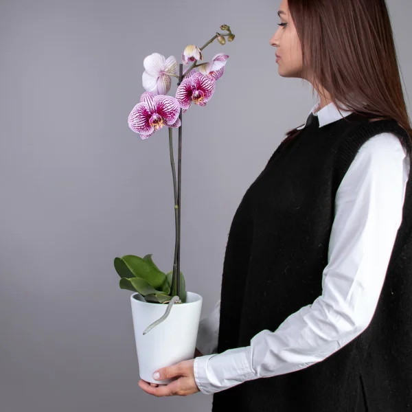 Фаленопсис Микс 1ст 1