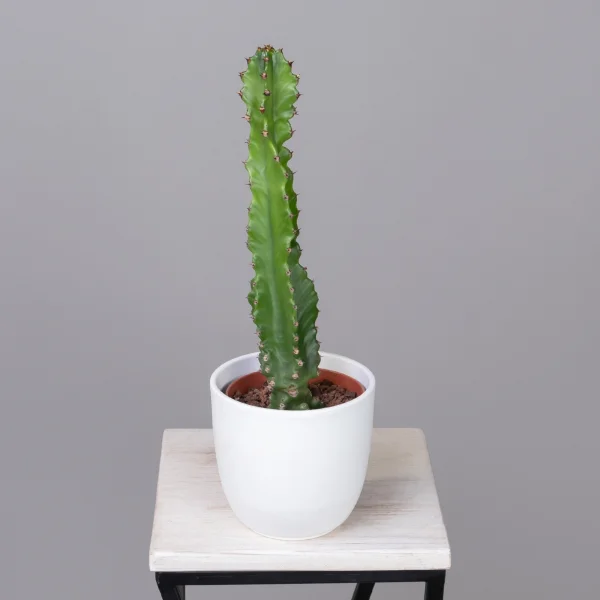 Опунция Консолея Рубесценс_1