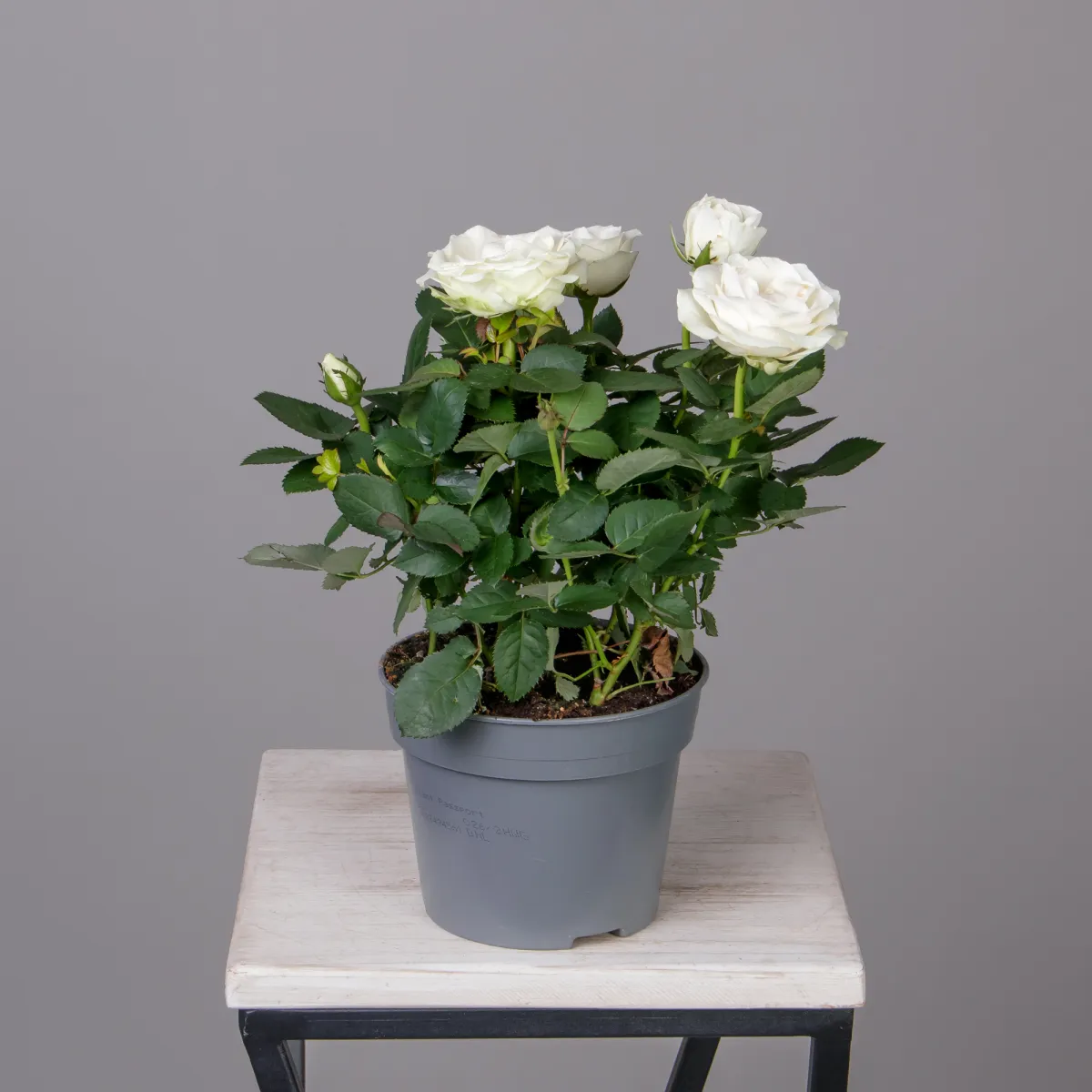 Роза Инфинити Белая_4