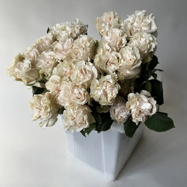 Роза "Коттон Экспрешн"1