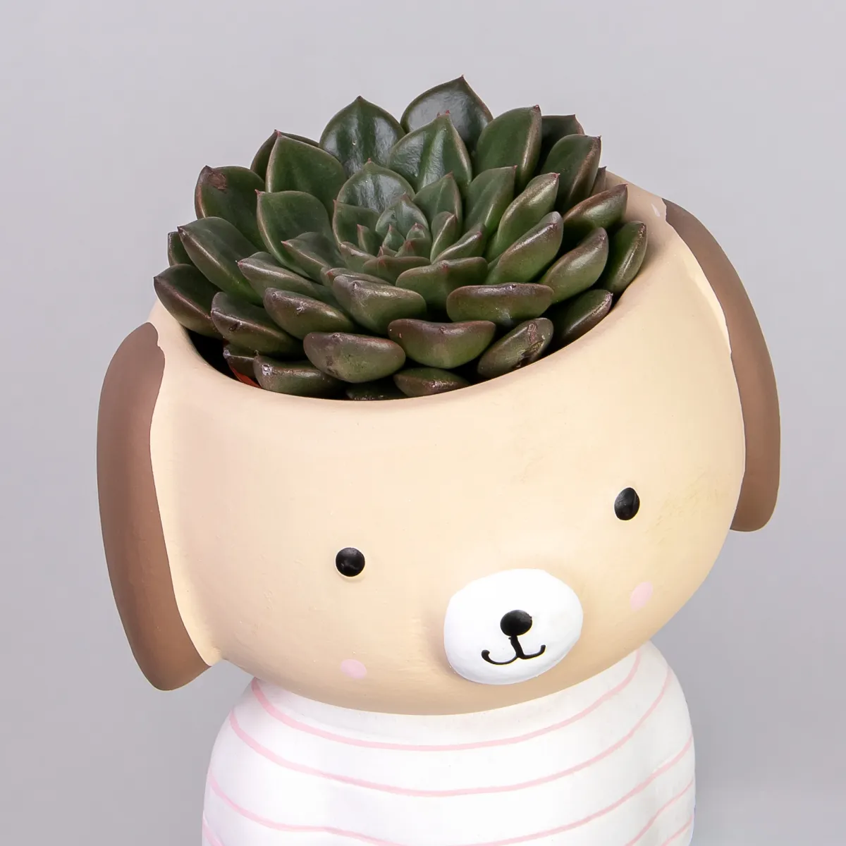 Эхеверия в кашпо собачка РРр_3