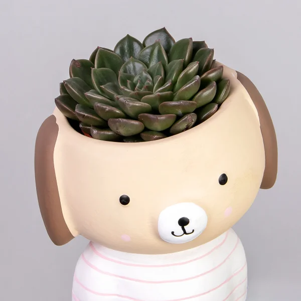 Эхеверия в кашпо собачка РРр_3