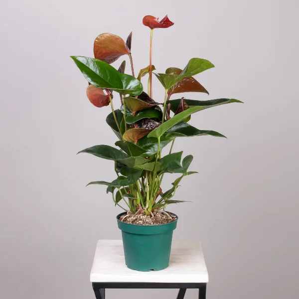 Антуриум андрианум Эссенция_4