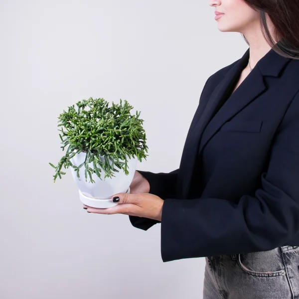 Рипсалис Бурчелли2