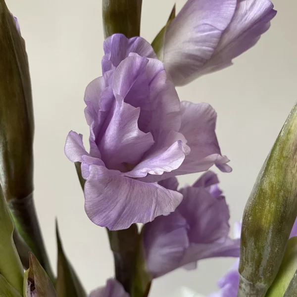 Гладиолус "Милка"