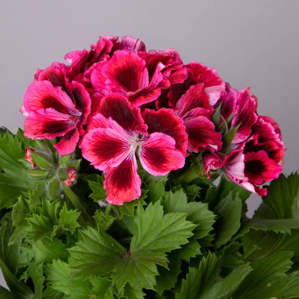 Пеларгония Гранди Пинк Вайт (розовая с темной серединкой)_3