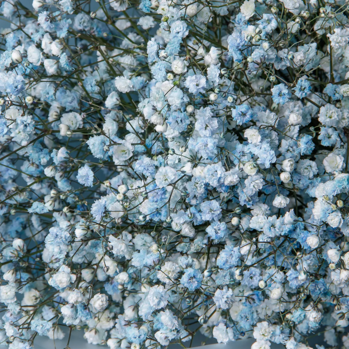 Букет Гипсофила "Крашенная светло-синяя"_4