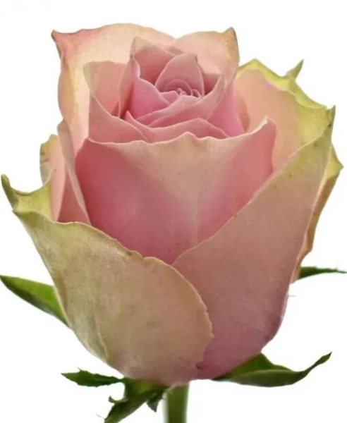 Роза "Роял Атена"