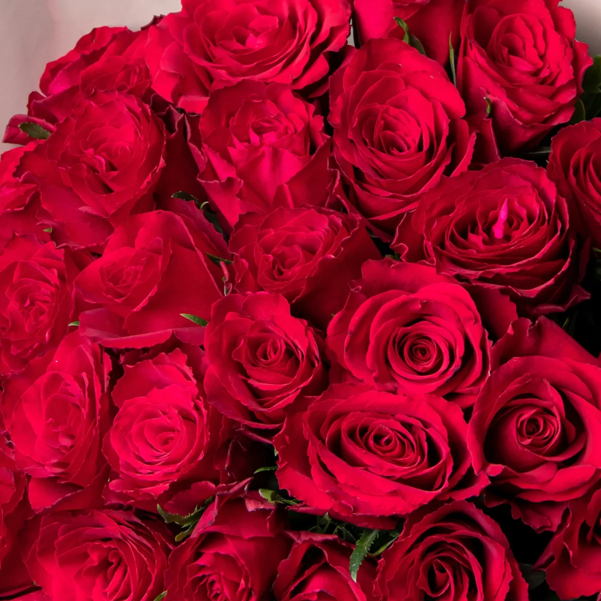 Флористический букет «Розы ПРОМО с фисташкой, красные, 35 стеблей»_4