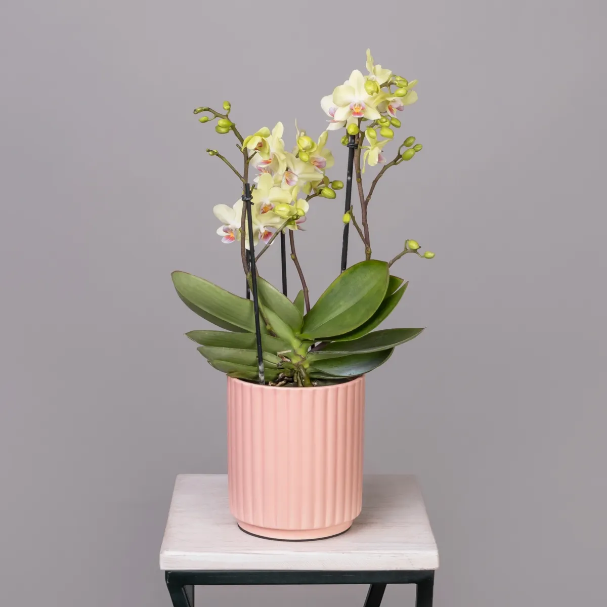 Фаленопсис Букет Лимонноый  в коралловой керамике_1