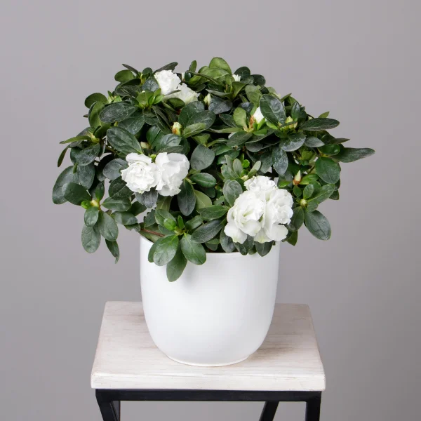 Азалия Фландрес Белая_1