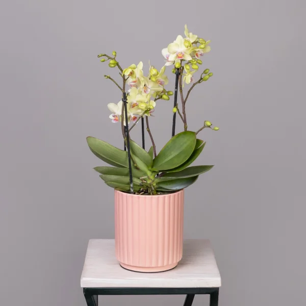 Фаленопсис Букет Лимонноый  в коралловой керамике_1