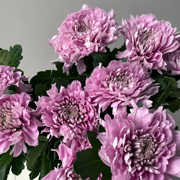 Хризантема одноголовая "Калимба Пинк"_3