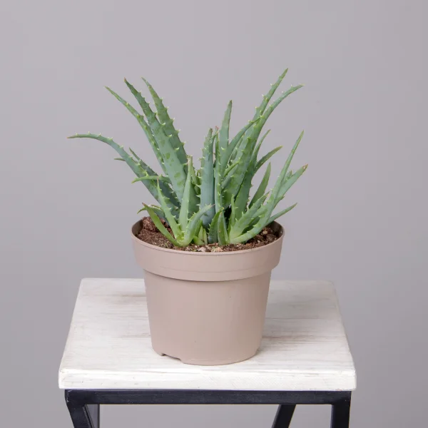 Алоэ Арборинцес_4