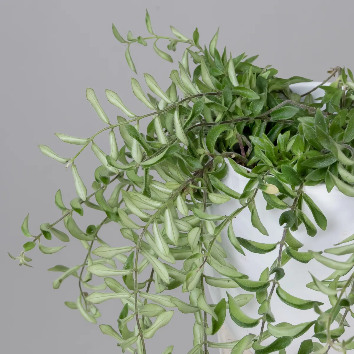 Эсхинантус Твистер_3