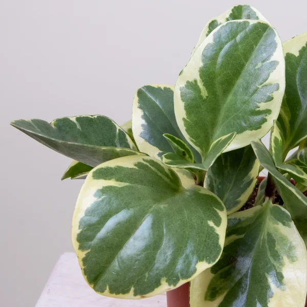 Пеперомия Usa3