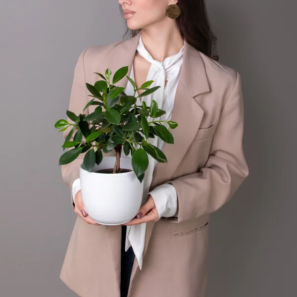 Фикус Майя переплетенный_2