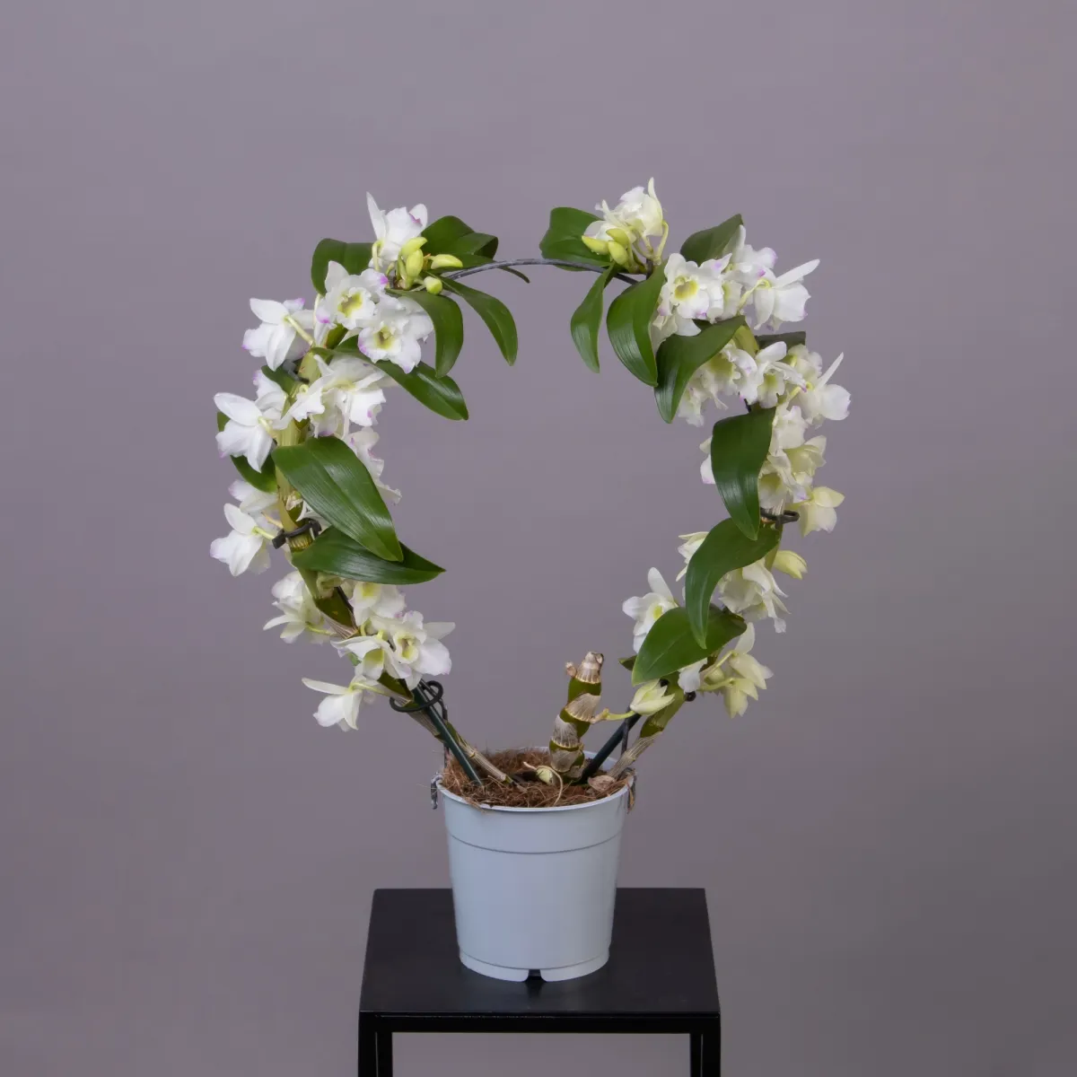 Дендробиум Нобиле Круг