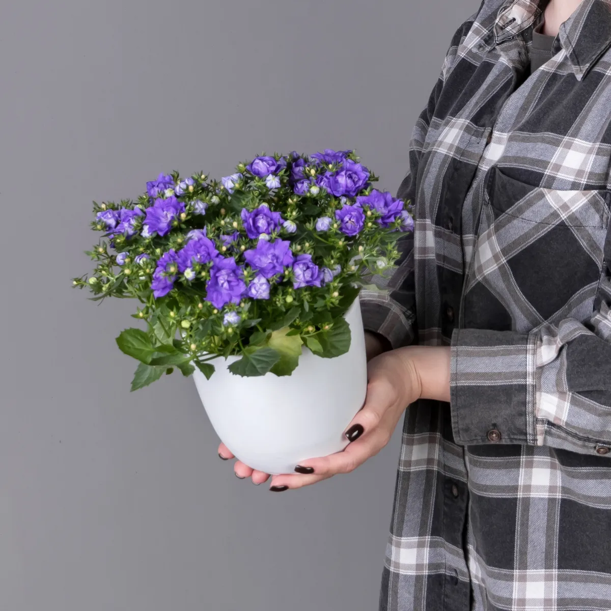 Кампанула Махровая Голубая_2