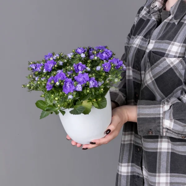 Кампанула Махровая Голубая_2