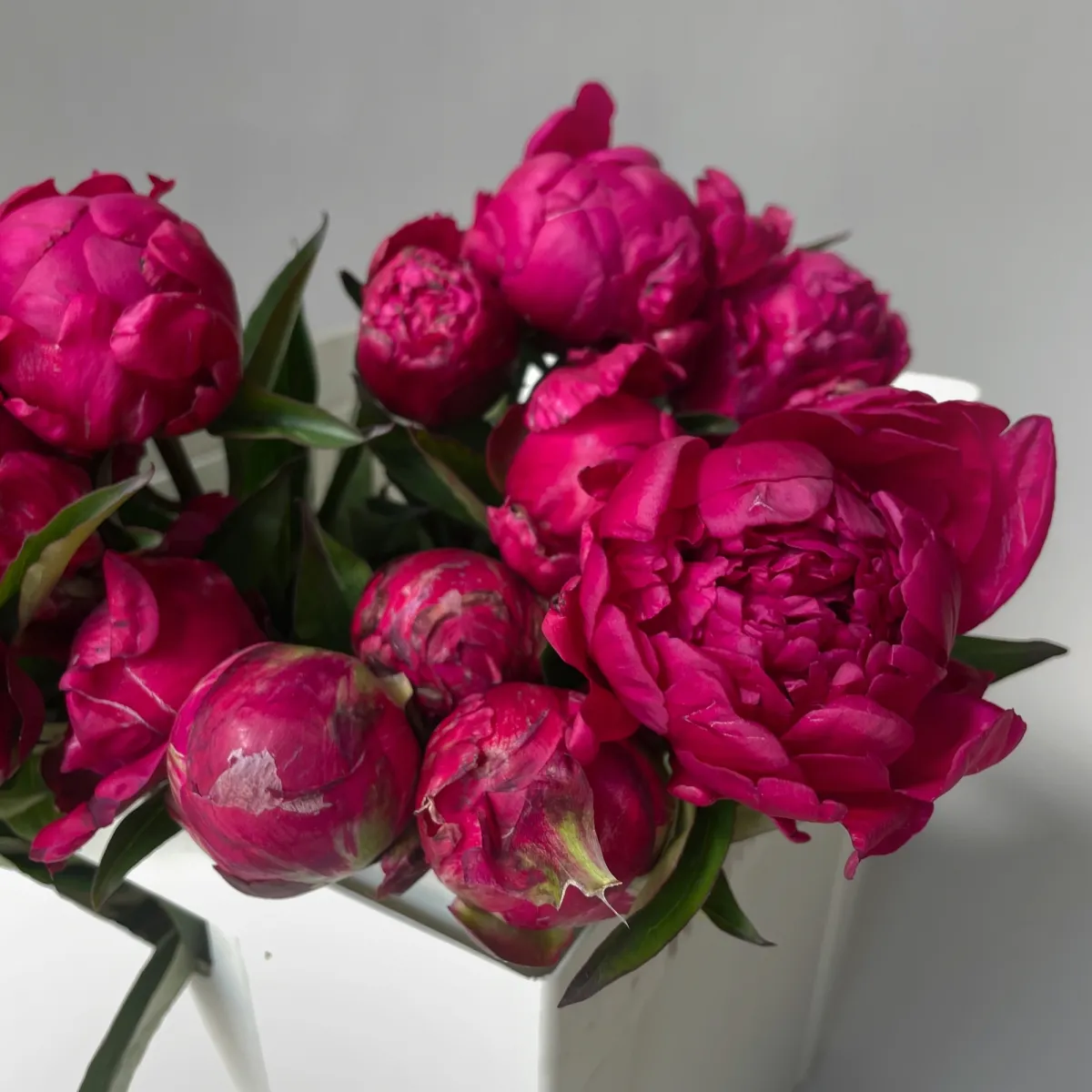 Пион "Авис Варнер"_3