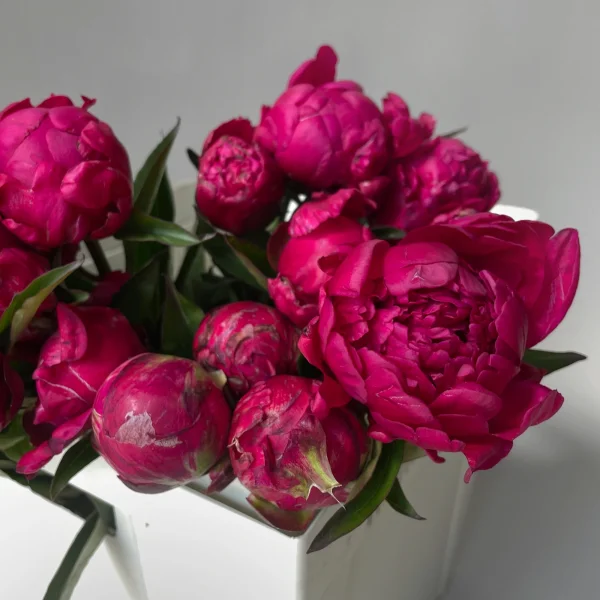 Пион "Авис Варнер"_3